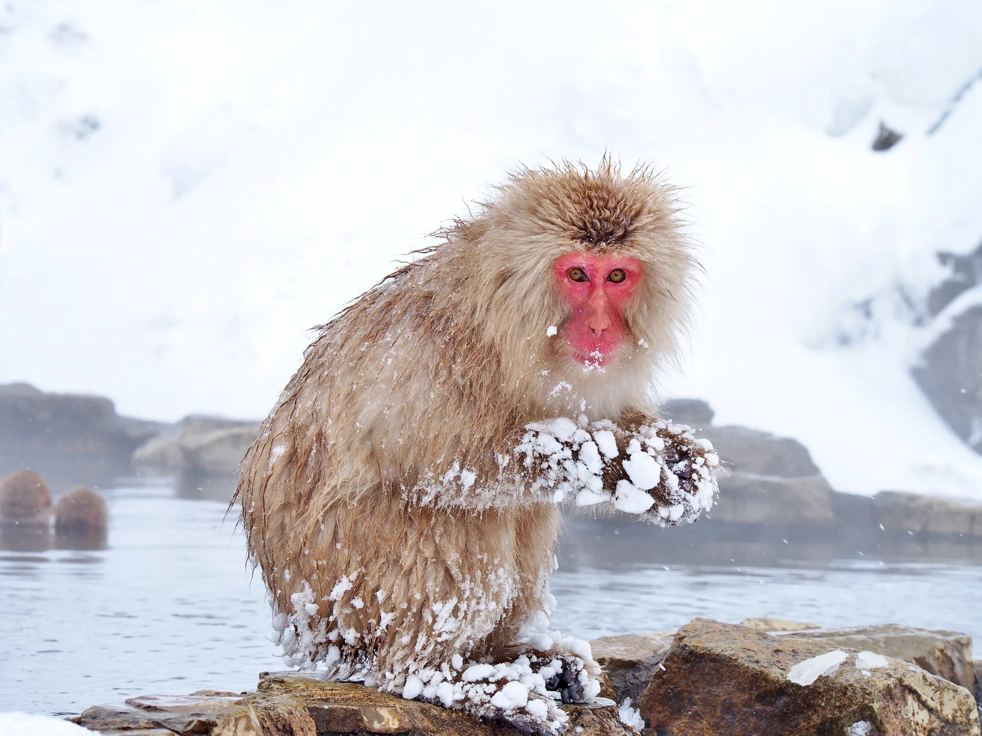 A wild Japanese macaque sitting in a steaming hot-spring pool surrounded by snow at Jigokudani in Nagano.
