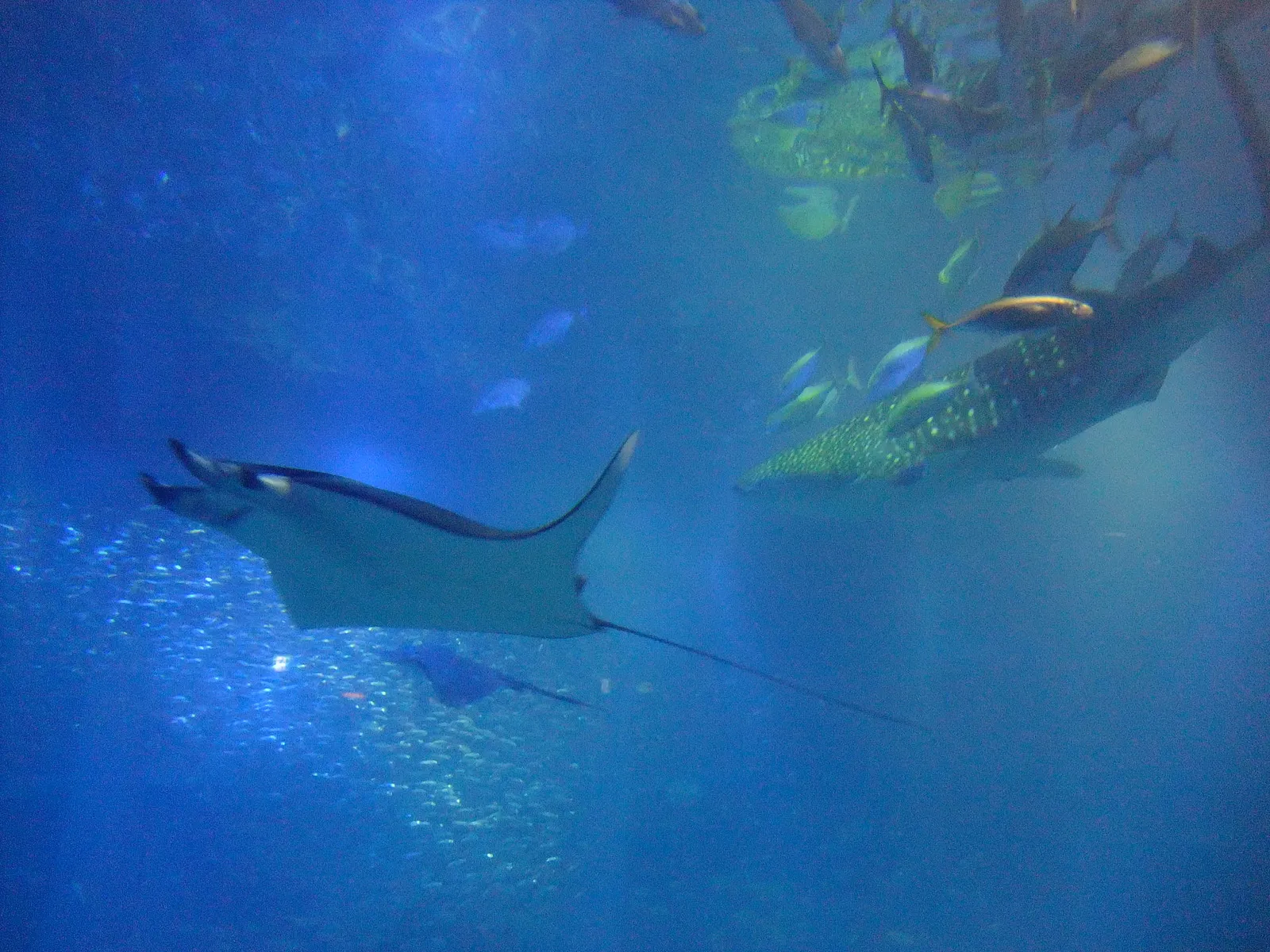 A manta ray and a whale shark gliding through the main tank at the Osaka Aquarium Kaiyukan.