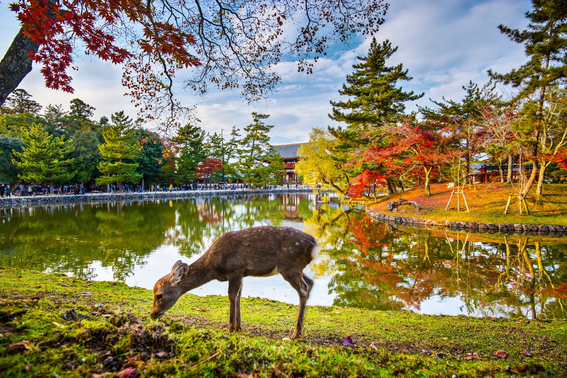 A wild sika deer grazing on the grass beside a pond at Nara Park, with autumn maple leaves and a temple reflected in the water.