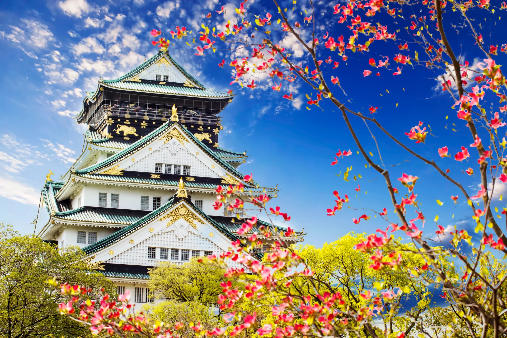 Osaka Castle’s main keep behind cherry blossom in full bloom under a bright blue sky in spring.